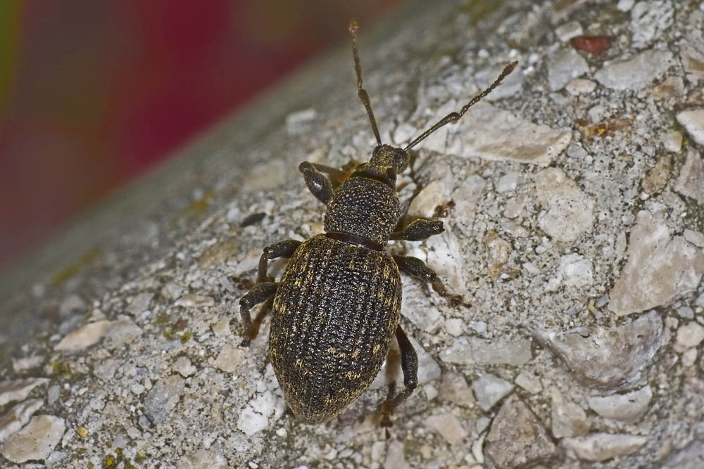 Otiorhynchus sulcatus